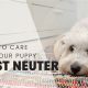 Post Neuter Care Dog | My Caring Dog – Tips, Stories, and Care Guides for Loving Pet Owners