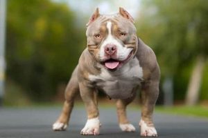 Ultimate Bully Dog Care Guide: Tips & Tricks My Caring Dog – Tips, Stories, and Care Guides for Loving Pet Owners Ultimate Bully Dog Care Guide: Tips & Tricks | My Caring Dog – Tips, Stories, and Care Guides for Loving Pet Owners