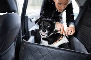 Calm Car Rides: Easing Dog Anxiety | My Caring Dog – Tips, Stories, and Care Guides for Loving Pet Owners