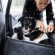 Calm Car Rides: Easing Dog Anxiety | My Caring Dog – Tips, Stories, and Care Guides for Loving Pet Owners