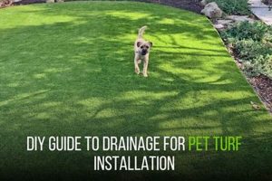 Dog-Friendly Lawn Care: Turf Tips & Tricks | My Caring Dog – Tips, Stories, and Care Guides for Loving Pet Owners