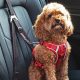 Best Kong Dog Car Harnesses for Safe Travels | My Caring Dog – Tips, Stories, and Care Guides for Loving Pet Owners