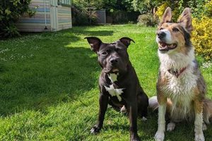 Daly Dog Care | My Caring Dog – Tips, Stories, and Care Guides for Loving Pet Owners