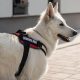 Clean Public Spaces: Service Dog Waste Stations | My Caring Dog – Tips, Stories, and Care Guides for Loving Pet Owners