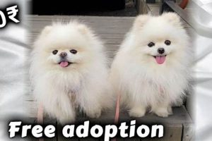 Where Can I Get A Free Dog Near Me | My Caring Dog – Tips, Stories, and Care Guides for Loving Pet Owners