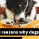 Do Dogs *Really* Only Care About Food? | My Caring Dog – Tips, Stories, and Care Guides for Loving Pet Owners