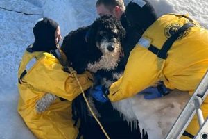 Best Evanston Dog Rescue & Adoption Centers | My Caring Dog – Tips, Stories, and Care Guides for Loving Pet Owners