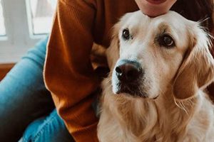 Best Dog Companion for Car Travel | My Caring Dog – Tips, Stories, and Care Guides for Loving Pet Owners