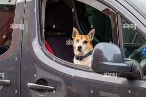 Dog Front Seat Safety: Rules & Tips | My Caring Dog – Tips, Stories, and Care Guides for Loving Pet Owners