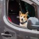 Dog Front Seat Safety: Rules & Tips | My Caring Dog – Tips, Stories, and Care Guides for Loving Pet Owners