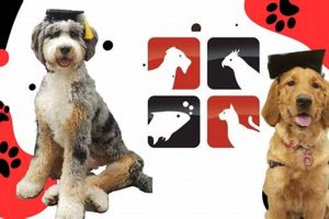 Best Care a Lot Dog Training Tips & Tricks | My Caring Dog – Tips, Stories, and Care Guides for Loving Pet Owners