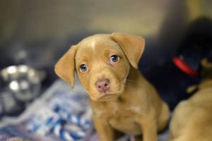 Best Animal Care Near Me: Dog Services My Caring Dog – Tips, Stories, and Care Guides for Loving Pet Owners Best Animal Care Near Me: Dog Services | My Caring Dog – Tips, Stories, and Care Guides for Loving Pet Owners