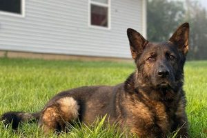 Arch City K9 My Caring Dog – Tips, Stories, and Care Guides for Loving Pet Owners Arch City K9 | My Caring Dog – Tips, Stories, and Care Guides for Loving Pet Owners