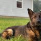 Arch City K9 | My Caring Dog – Tips, Stories, and Care Guides for Loving Pet Owners