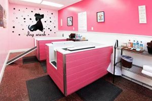 Car Wash With Dog Washing Station My Caring Dog – Tips, Stories, and Care Guides for Loving Pet Owners Car Wash With Dog Washing Station | My Caring Dog – Tips, Stories, and Care Guides for Loving Pet Owners