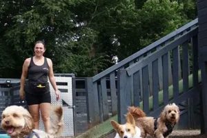 Top-Rated Dog Day Care Services Near You | My Caring Dog – Tips, Stories, and Care Guides for Loving Pet Owners