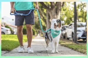 Wag Dog Care My Caring Dog – Tips, Stories, and Care Guides for Loving Pet Owners Wag Dog Care | My Caring Dog – Tips, Stories, and Care Guides for Loving Pet Owners