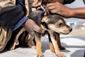 Caring for Community Pets: A Dog Lover's Guide | My Caring Dog – Tips, Stories, and Care Guides for Loving Pet Owners