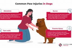 Dog Cut Care: Tips & Tricks for Healing | My Caring Dog – Tips, Stories, and Care Guides for Loving Pet Owners
