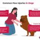 Dog Cut Care: Tips & Tricks for Healing | My Caring Dog – Tips, Stories, and Care Guides for Loving Pet Owners