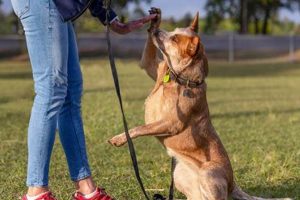 Best Tips for In Training Dog: A Guide | My Caring Dog – Tips, Stories, and Care Guides for Loving Pet Owners