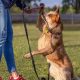 Best Tips for In Training Dog: A Guide | My Caring Dog – Tips, Stories, and Care Guides for Loving Pet Owners