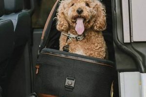 Best Tavo Car Seat Dog Options for Safe Travel My Caring Dog – Tips, Stories, and Care Guides for Loving Pet Owners Best Tavo Car Seat Dog Options for Safe Travel | My Caring Dog – Tips, Stories, and Care Guides for Loving Pet Owners