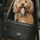 Best Tavo Car Seat Dog Options for Safe Travel | My Caring Dog – Tips, Stories, and Care Guides for Loving Pet Owners