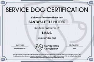 Get Your Dog Service Certified: A Guide | My Caring Dog – Tips, Stories, and Care Guides for Loving Pet Owners