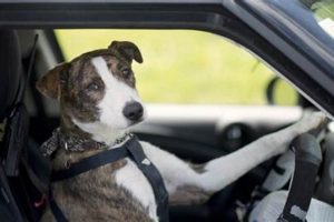 Dogs Driving Cars New Zealand | My Caring Dog – Tips, Stories, and Care Guides for Loving Pet Owners