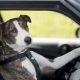 Dogs Driving Cars New Zealand | My Caring Dog – Tips, Stories, and Care Guides for Loving Pet Owners