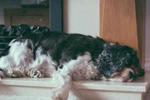 Best Dog Home Care Services Near You | My Caring Dog – Tips, Stories, and Care Guides for Loving Pet Owners