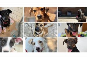 Best Animal Rescue Centers in Illinois 2024 | My Caring Dog – Tips, Stories, and Care Guides for Loving Pet Owners