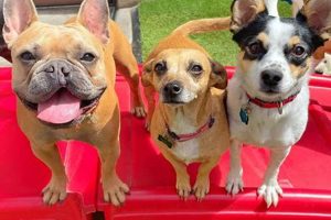 Top Dog Day Care in San Ramon, CA | My Caring Dog – Tips, Stories, and Care Guides for Loving Pet Owners