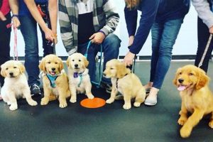 Find Free Puppy Training Classes Near You Now | My Caring Dog – Tips, Stories, and Care Guides for Loving Pet Owners