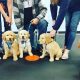Find Free Puppy Training Classes Near You Now | My Caring Dog – Tips, Stories, and Care Guides for Loving Pet Owners