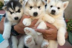 Free Pupp | My Caring Dog – Tips, Stories, and Care Guides for Loving Pet Owners