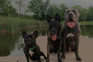 Advanced K9 Care: Future of Dog Care | My Caring Dog – Tips, Stories, and Care Guides for Loving Pet Owners