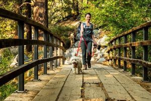 Find Service Dogs in California: Top Resources | My Caring Dog – Tips, Stories, and Care Guides for Loving Pet Owners