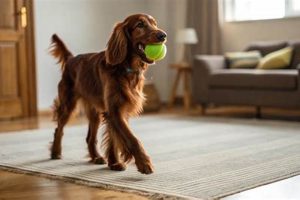 Complete Guide: Caring for a Paralyzed Dog | My Caring Dog – Tips, Stories, and Care Guides for Loving Pet Owners