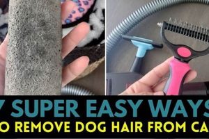 How To Keep Dog Hair Out Of Car | My Caring Dog – Tips, Stories, and Care Guides for Loving Pet Owners