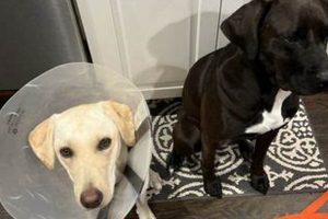 Good Dog Veterinary Care Smyrna Reviews | My Caring Dog – Tips, Stories, and Care Guides for Loving Pet Owners