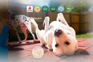 Best Dog Day Care in Lake Mary, FL: Top Choices | My Caring Dog – Tips, Stories, and Care Guides for Loving Pet Owners