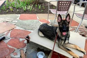 Semper Canine My Caring Dog – Tips, Stories, and Care Guides for Loving Pet Owners Semper Canine | My Caring Dog – Tips, Stories, and Care Guides for Loving Pet Owners