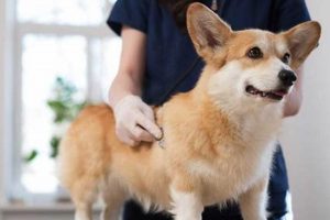 Dog Wellness Care | My Caring Dog – Tips, Stories, and Care Guides for Loving Pet Owners