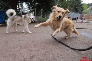 Best Dog Day Care in Carbondale, IL | Top Kennels My Caring Dog – Tips, Stories, and Care Guides for Loving Pet Owners Best Dog Day Care in Carbondale, IL | Top Kennels | My Caring Dog – Tips, Stories, and Care Guides for Loving Pet Owners