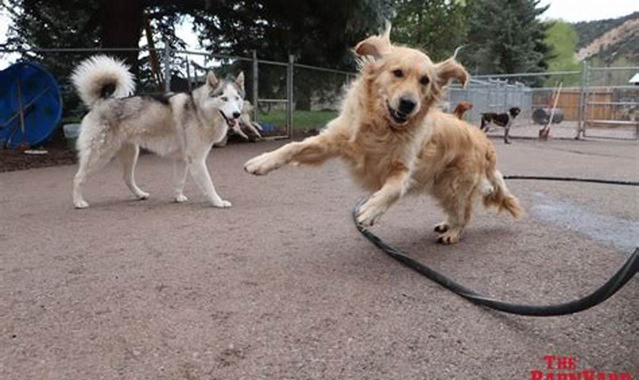 Best Dog Day Care in Carbondale, IL | Top Kennels | My Caring Dog – Tips, Stories, and Care Guides for Loving Pet Owners