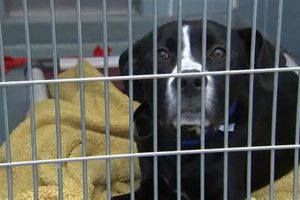 Best Chicago Area Pet Shelters: Adopt a Dog | My Caring Dog – Tips, Stories, and Care Guides for Loving Pet Owners