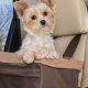 Best Dog Anxiety Car Seats: Safe & Calm Rides | My Caring Dog – Tips, Stories, and Care Guides for Loving Pet Owners