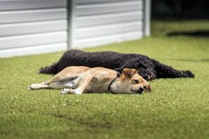 Best Dog Day Care in West London: Top Choices My Caring Dog – Tips, Stories, and Care Guides for Loving Pet Owners Best Dog Day Care in West London: Top Choices | My Caring Dog – Tips, Stories, and Care Guides for Loving Pet Owners